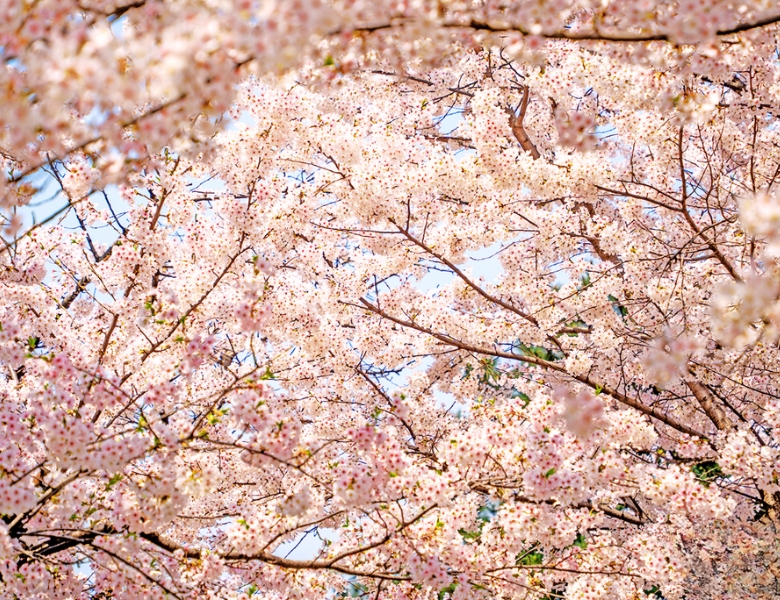汝怡岛樱花庆典.jpg