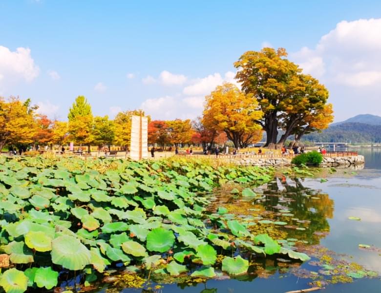 1722758675121915-兩水頭樹.jpg