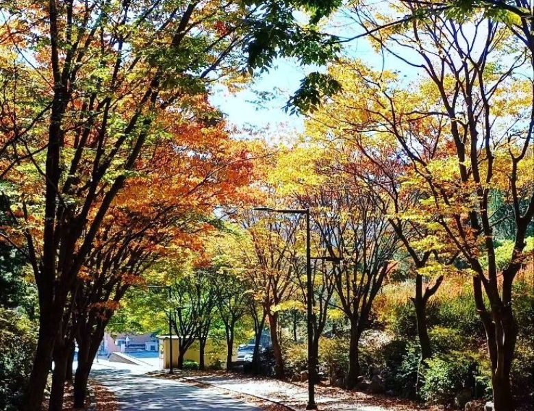 洪川銀杏林.jpg