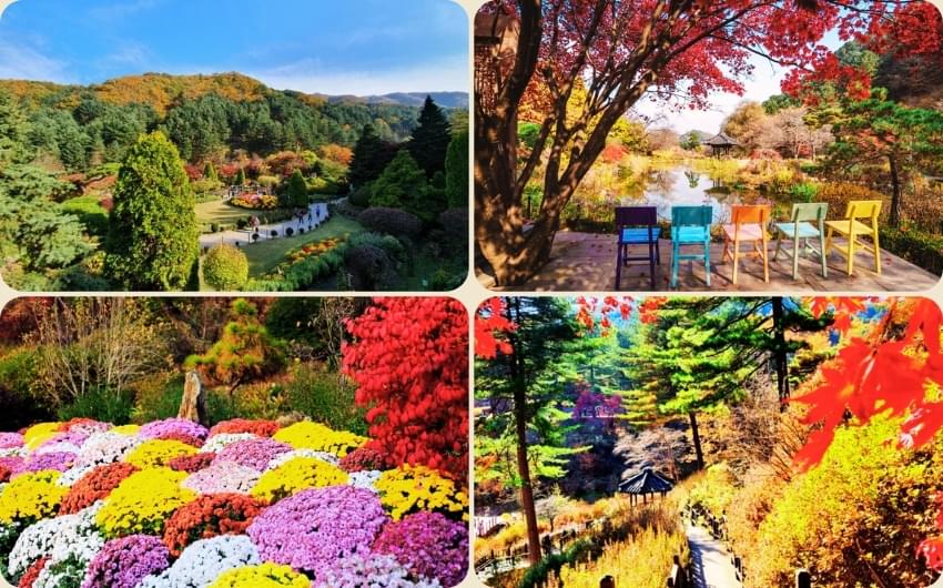 The garden of Morning Calm.jpg