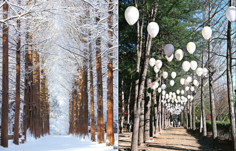 /images/2025/11/30/1764507380833497-南怡岛冬天必去.jpg 南怡岛冬天必去.jpg